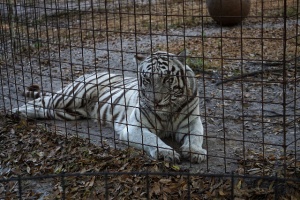 Big Cats Rescue, Un tigre blanc