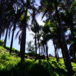 Palm Canyon, Balboa Park