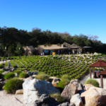 Stag's Leap Vineyards, Napa Valley, Californie