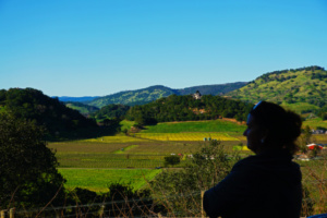 Une vue sur les vignobles de Napa Valley en Californie