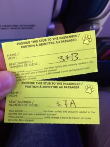Le personnel d'Air Transat nous confirme que nos chats sont bien dans l'avion