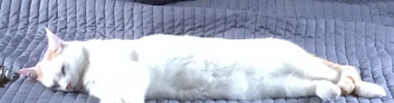 Marcel fait la sieste